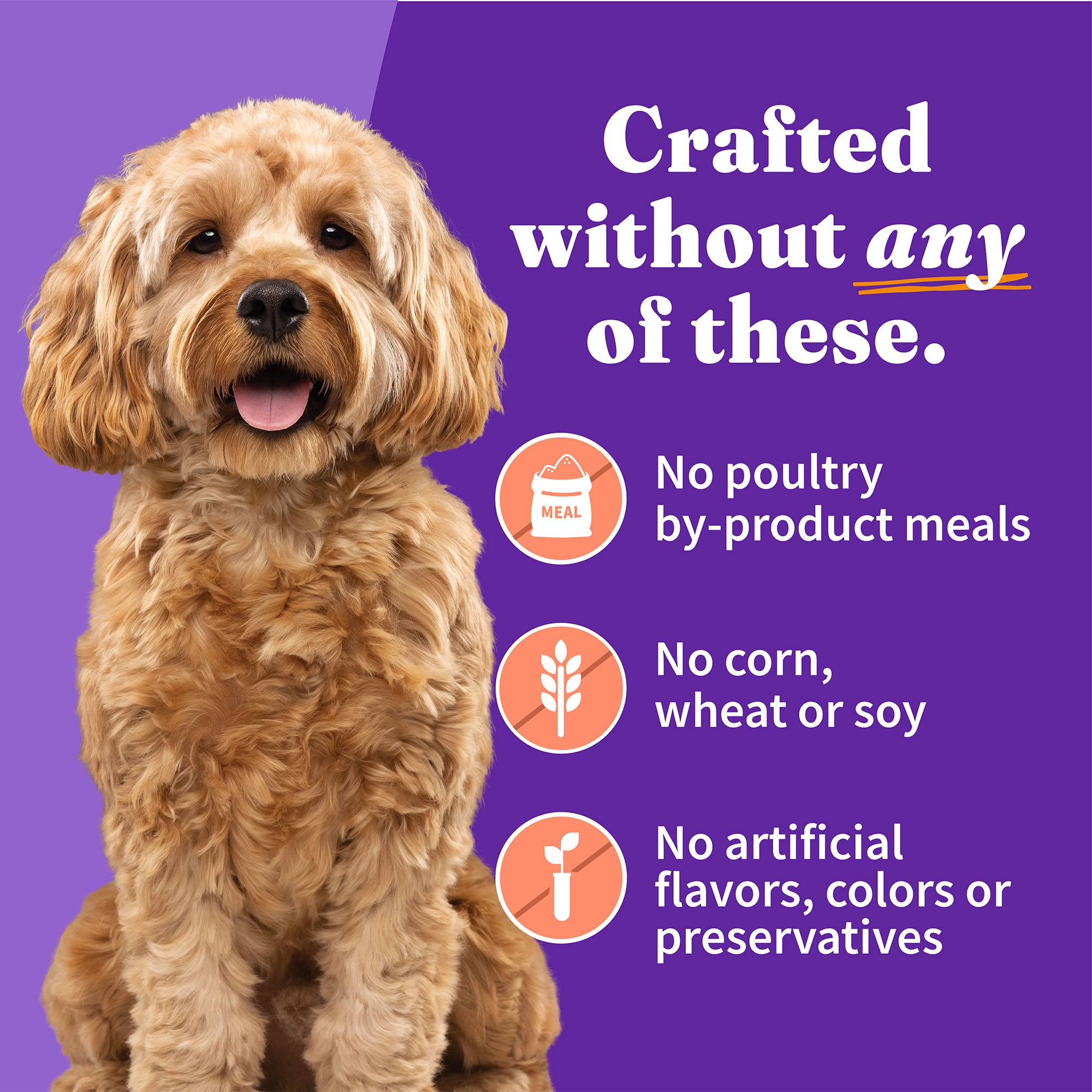 Grain Free Chicken & Salmon Recipe Small Breed Wet Dog Food, 5.5 oz ca