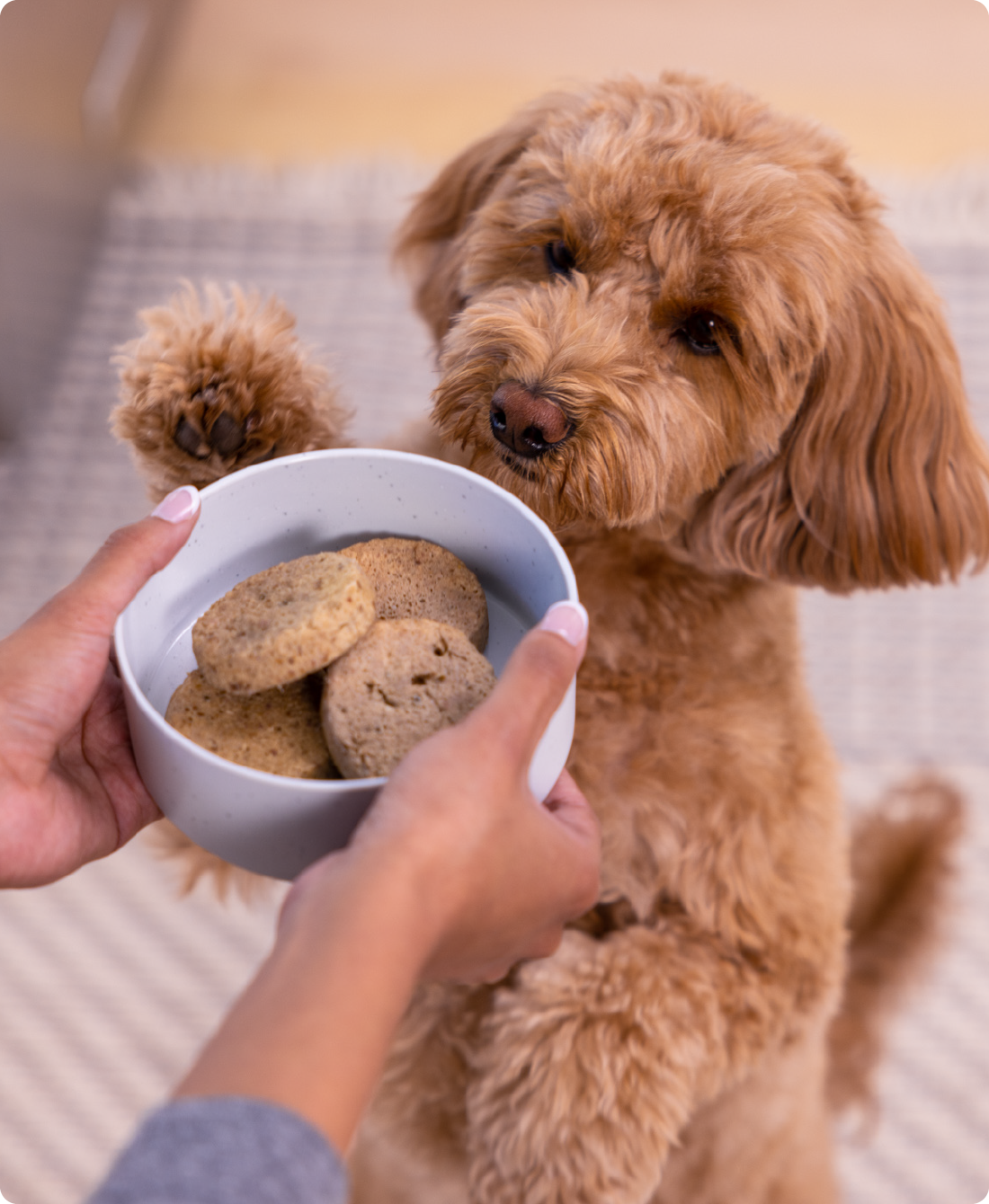 Freeze-Dried Chicken Patties for Dogs - Raw Dog Food - Open Farm