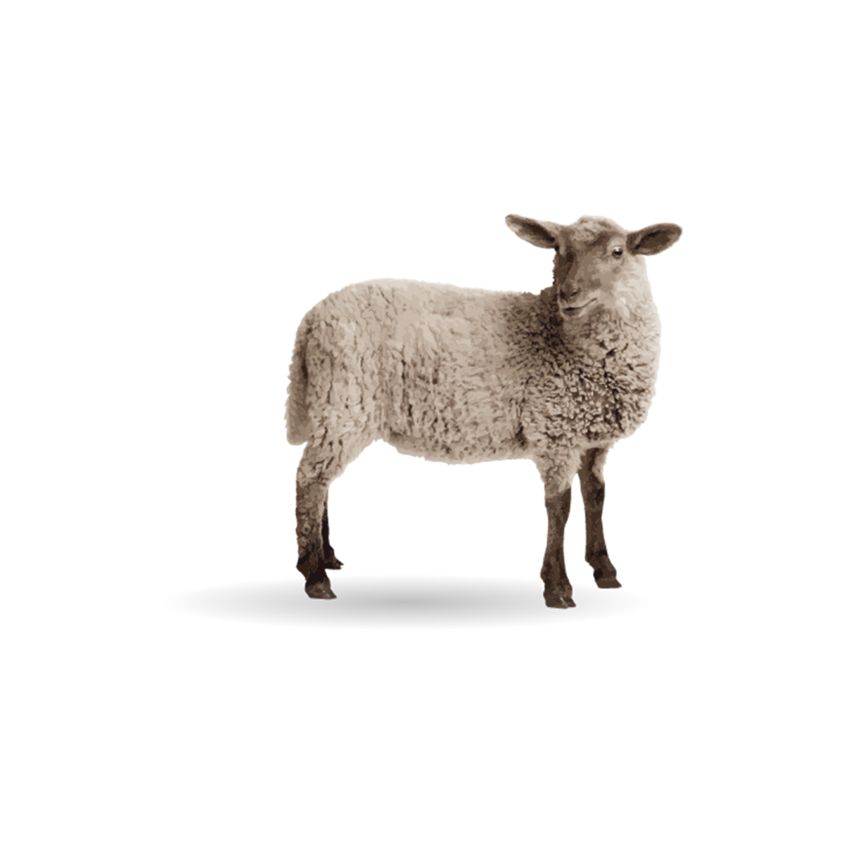 Nutrish- Limited Ingredient Lamb Meal & Brown Rice Dog Food