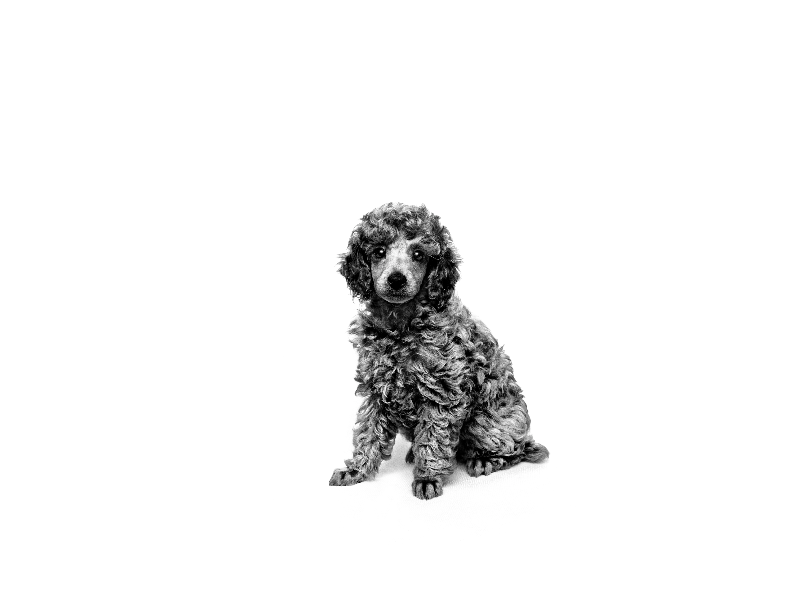 Poodle Puppy Dry Dog Food