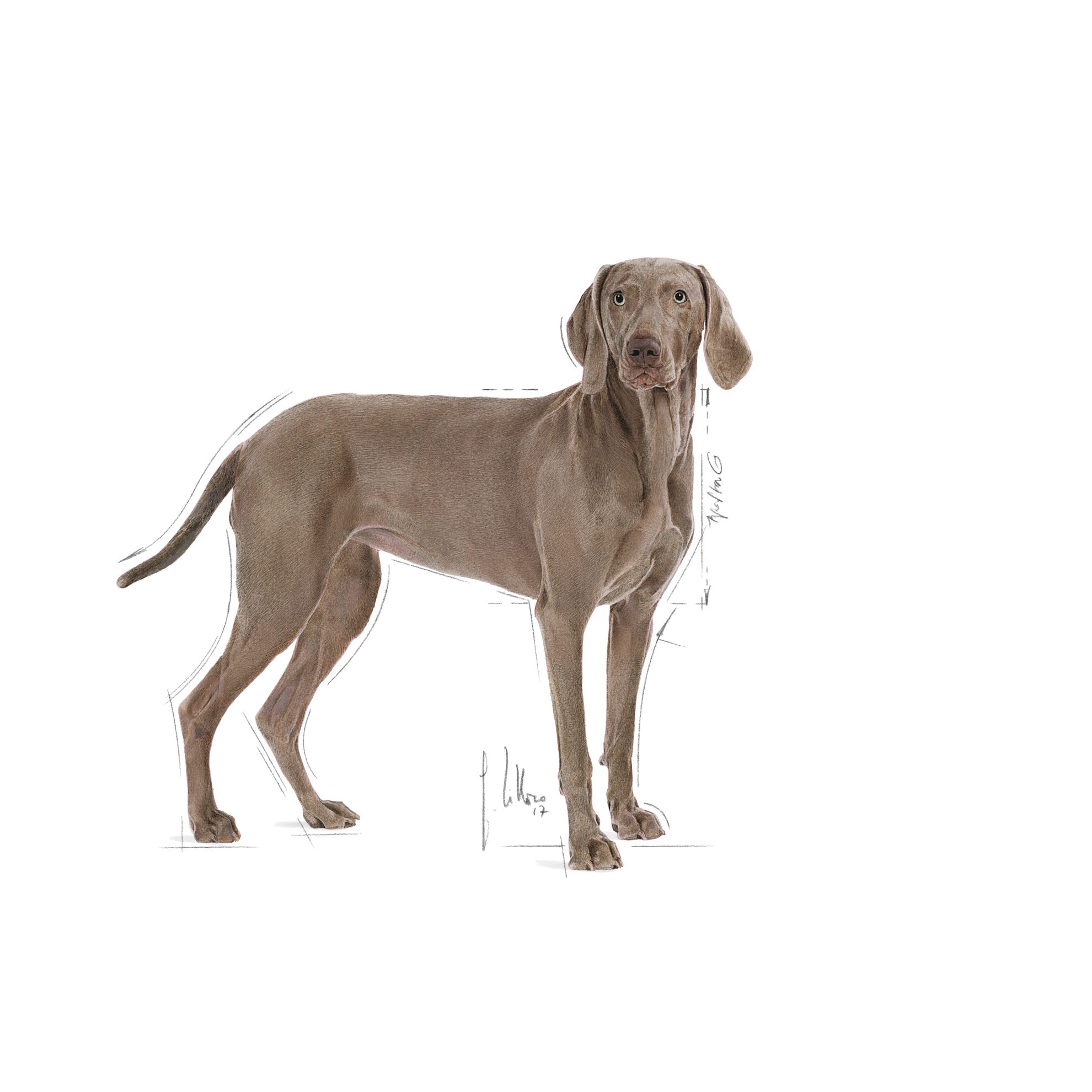 Large Sensitive Skin Care Dry Dog Food