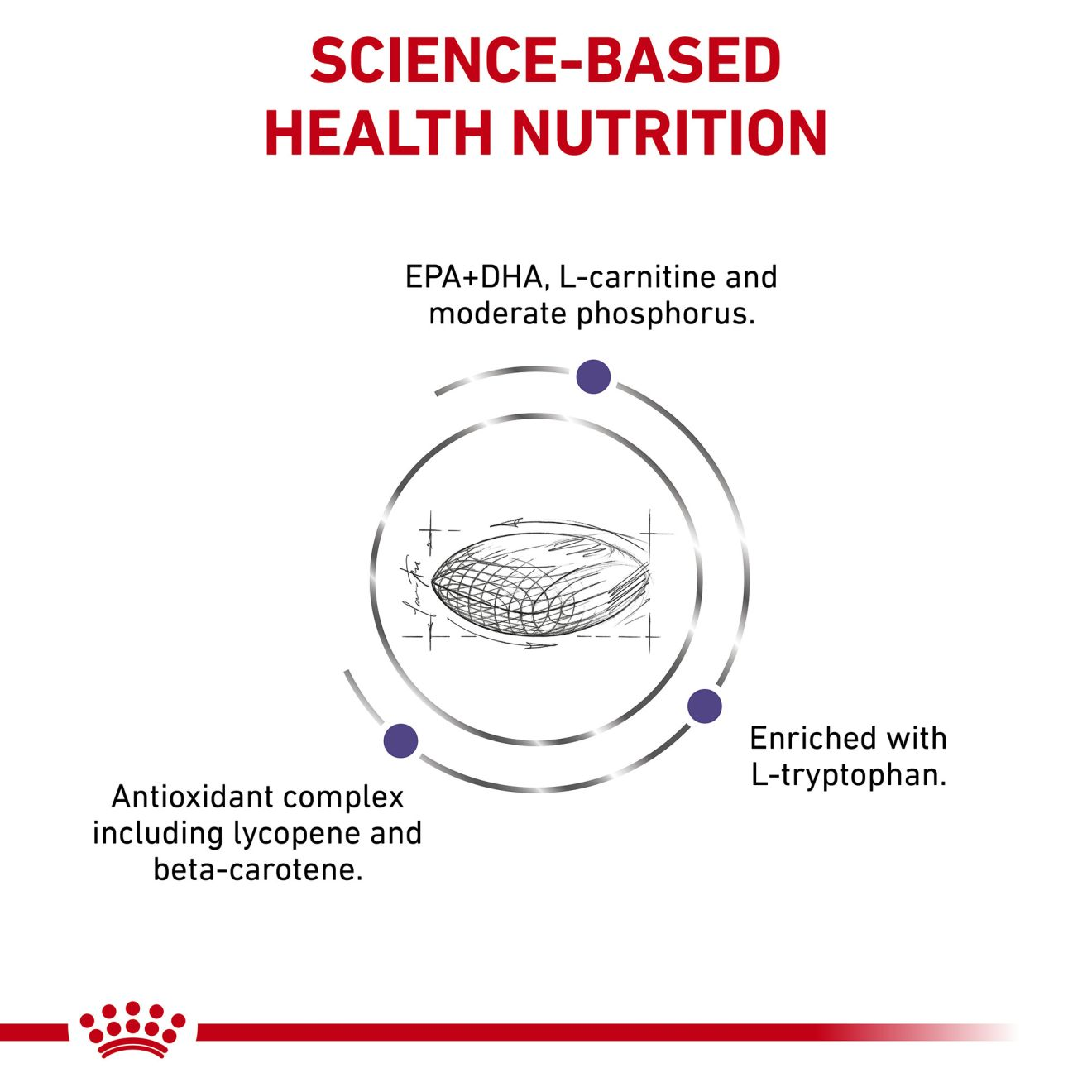Canine Mature Consult Large Dog