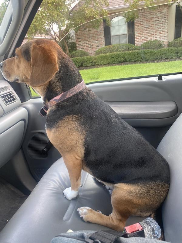 WholeHearted Grain Free All Life Stages Salmon and Pea Recipe Dry Dog Food, 40 lbs.