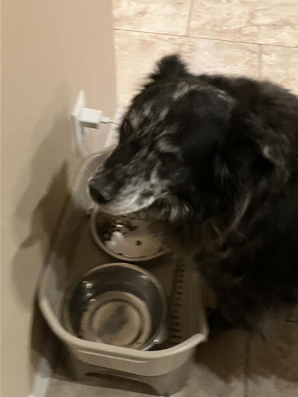 WholeHearted Whole Grains with Pork, Beef & Lamb Dry Dog Food, 5 lbs.