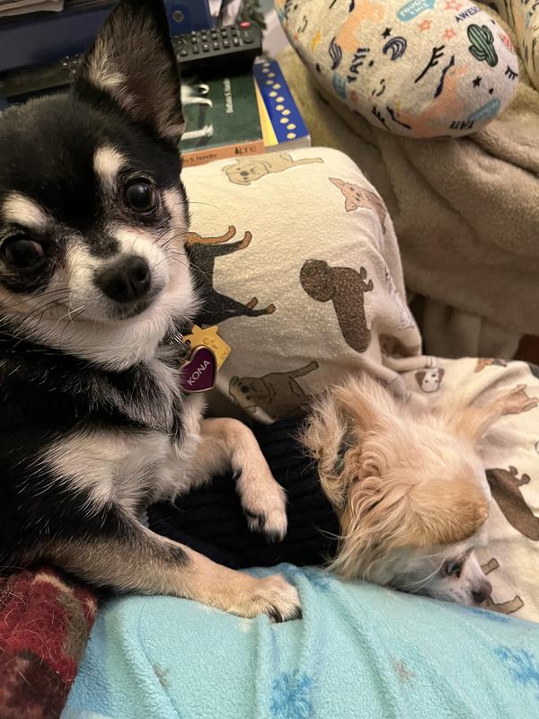 WholeHearted Grain Free All Life Stages Chicken & Pea Recipe Dry Dog Food, 40 lbs.