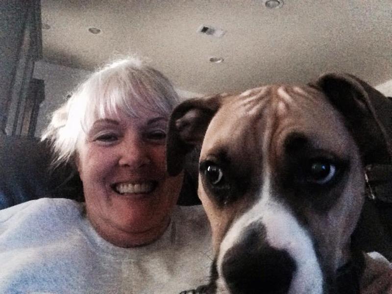 WholeHearted All Life Stages Beef and Brown Rice Recipe Dry Dog Food, 45 lbs.