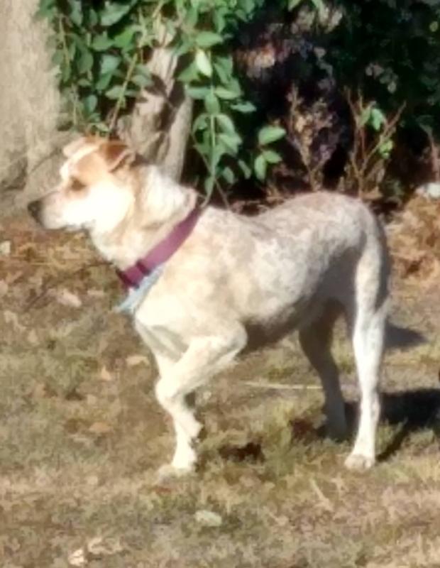 WholeHearted Grain Free All Life Stages Lamb and Lentil Formula Dry Dog Food, 40 lbs.