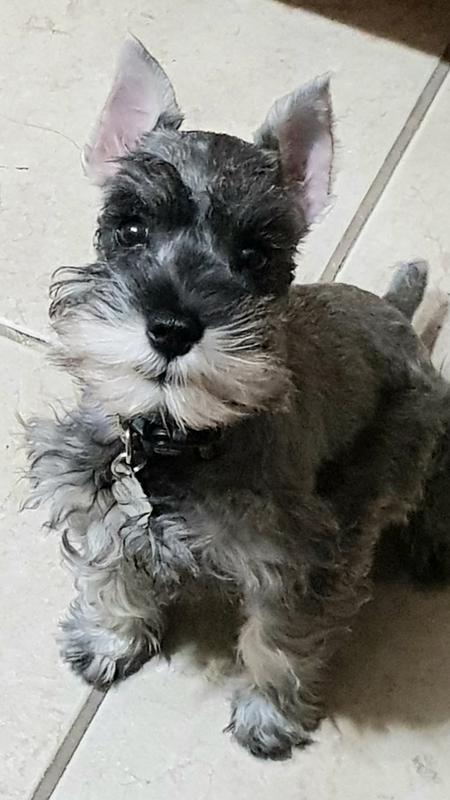 WholeHearted Grain Free Small-Breed Chicken and Pea Recipe Adult Dry Dog Food, 14 lbs.