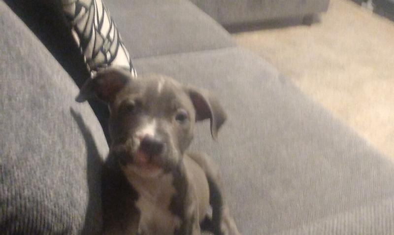 WholeHearted Lamb & Brown Rice Recipe with Whole Grains Dry Dog Food, 30 lbs.