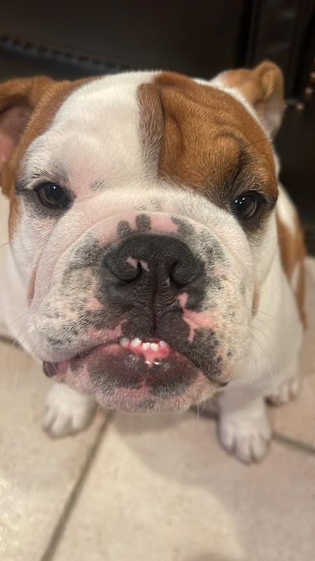 WholeHearted Grain Free Chicken and Pea Recipe Dry Puppy Food, 25 lbs.