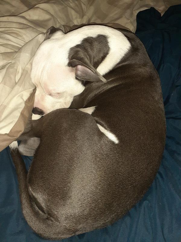 WholeHearted All Breed Chicken and Brown Rice Recipe Dry Puppy Food, 30 lbs.