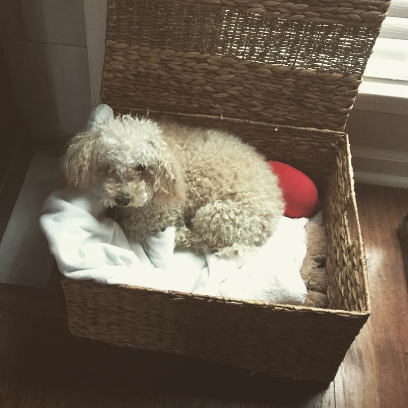 WholeHearted Grain Free Small Breed Beef and Pea Recipe Dry Puppy Food, 14 lbs.