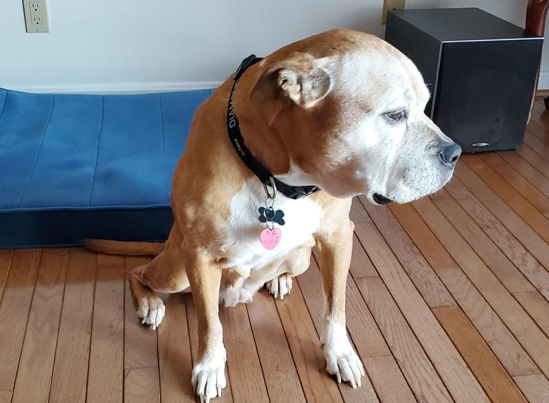 WholeHearted Grain Free Senior Chicken Recipe Dry Dog Food, 25 lbs.