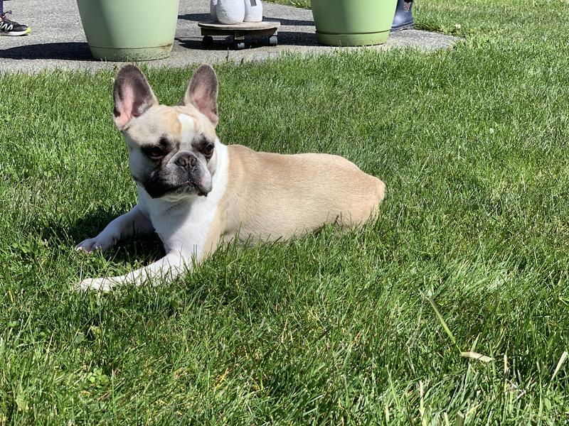 WholeHearted Grain Free Large Breed Beef and Pea Recipe Adult Dry Dog Food, 40 lbs.