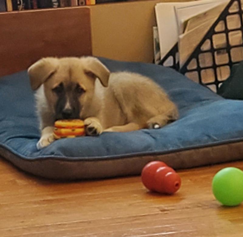 WholeHearted Large Breed Beef & Pea Recipe Dry Puppy Food, 25 lbs.