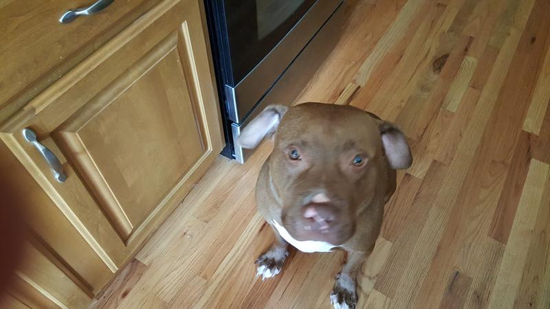 WholeHearted Grain Free Large Breed Chicken and Pea Recipe Adult Dry Dog Food, 40 lbs.