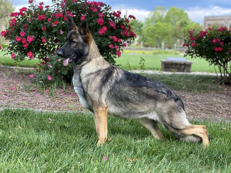 WholeHearted Active Performance High-Protein Chicken & Rice Recipe Dry Dog Food, 45 lbs.