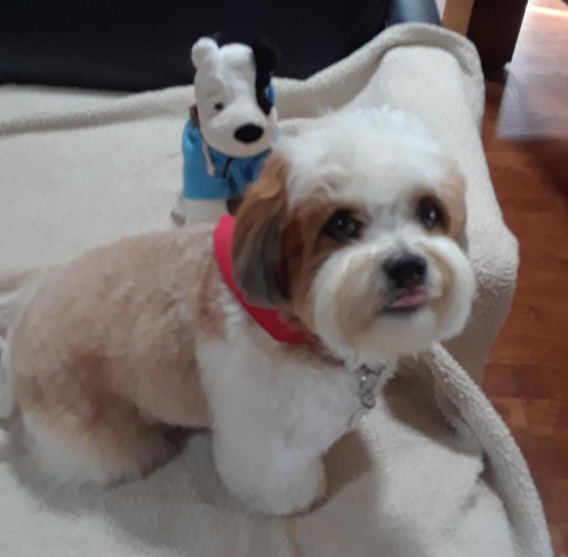 WholeHearted Adult Small-Breed Chicken & Brown Rice Recipe with Whole Grains Dry Dog Food, 14 lbs.