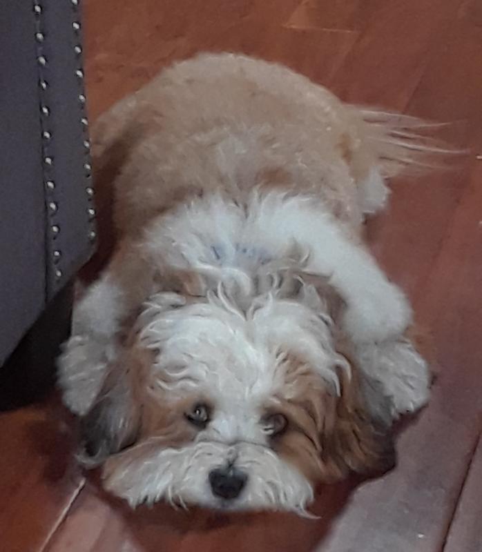 WholeHearted Adult Small-Breed Beef & Brown Rice Recipe with Whole Grains Dry Dog Food, 14 lbs.