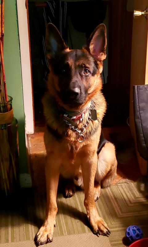 WholeHearted Grain-Free Adult Beef and Chicken Dinner Wet Dog Food, 12.5 oz., Case of 8