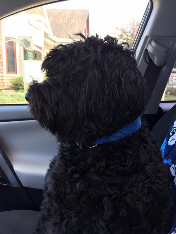 WholeHearted Grain Free Adult Beef and Vegetable Recipe Wet Dog Food, 13.2 oz., Case of 12