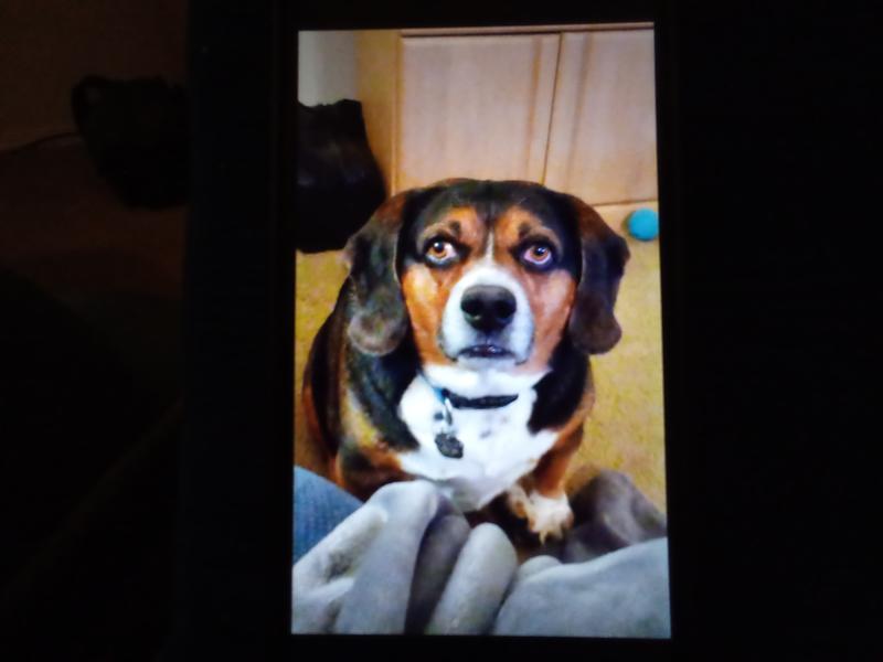 WholeHearted Grain Free Beef and Vegetable Recipe Wet Puppy Food, 13.2 oz., Case of 12