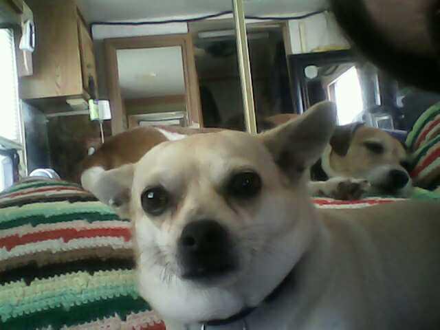 WholeHearted Grain Free Adult Chicken and Vegetable Recipe Wet Dog Food, 13.2 oz., Case of 12