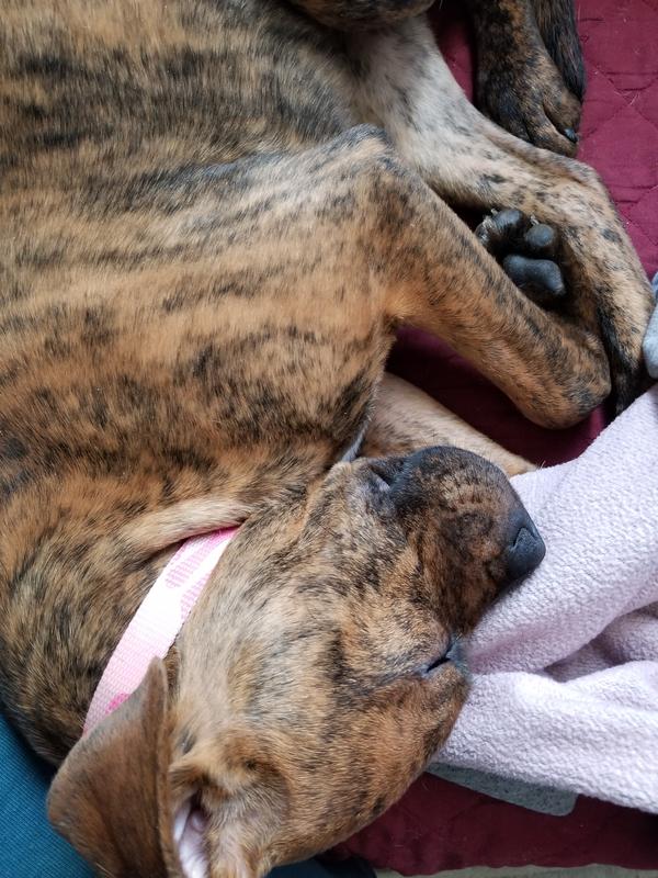 WholeHearted Grain Free Adult Turkey and Sweet Potato Recipe Wet Dog Food, 13.2 oz., Case of 12