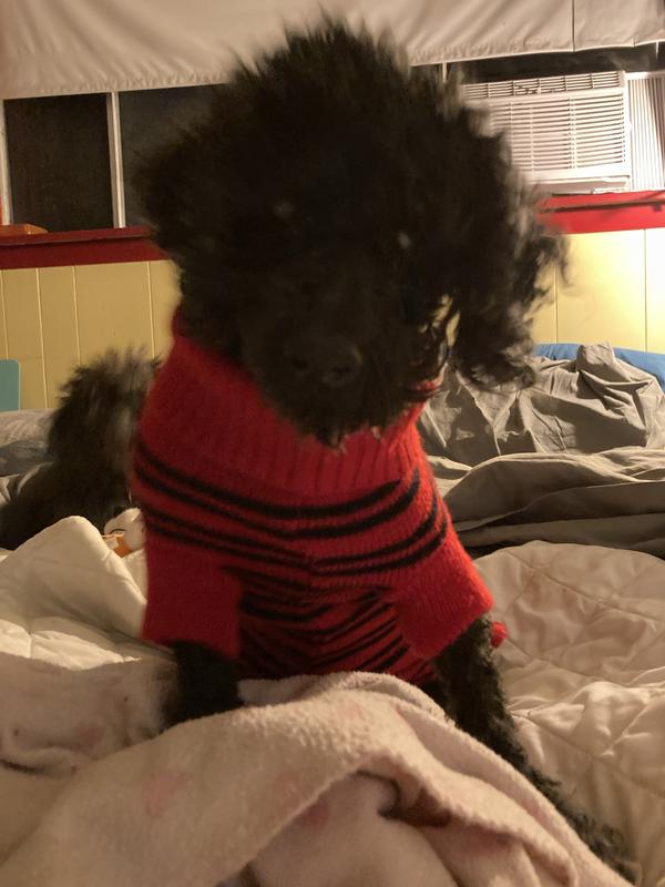 WholeHearted Skin & Coat Care Turkey Recipe Wet Dog Food, 13.2 oz., Case of 12