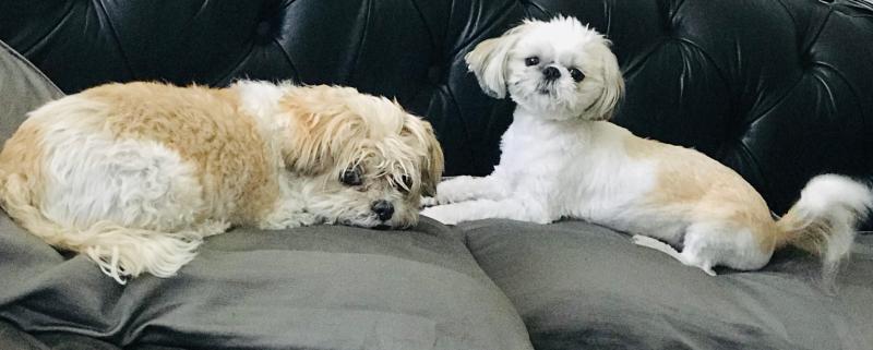 WholeHearted Grain-Free Adult Lamb and Chicken Dinner Wet Dog Food, 12.5 oz., Case of 8