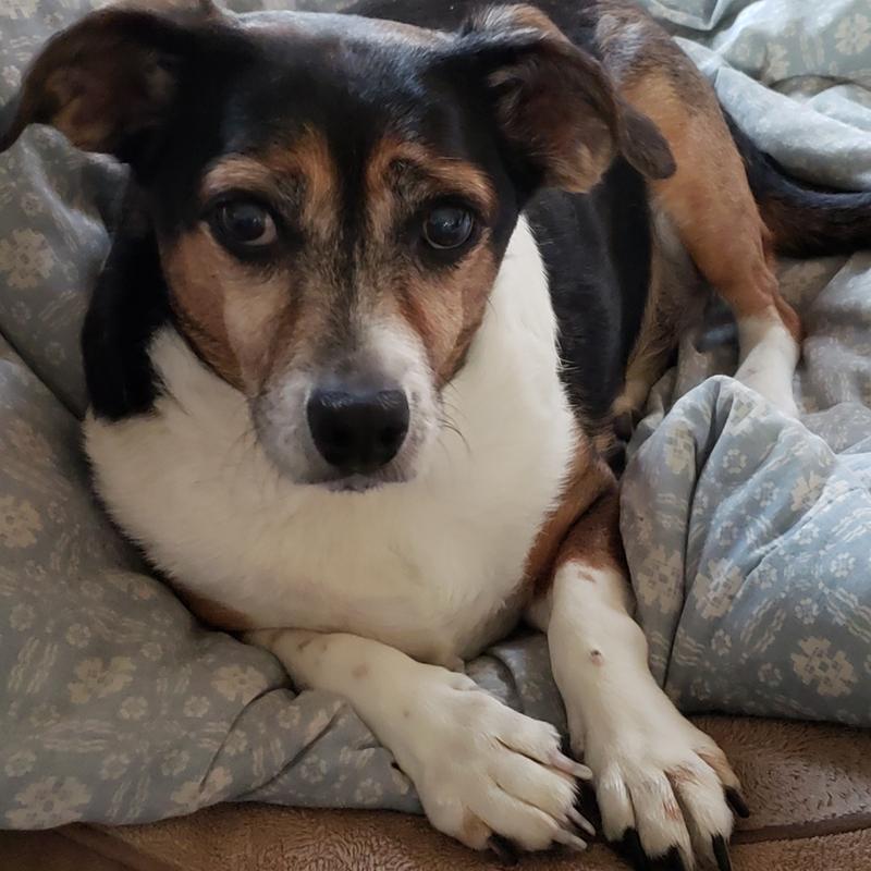 WholeHearted Easy Digestion Chicken Recipe Wet Dog Food, 13.2 oz., Case of 12