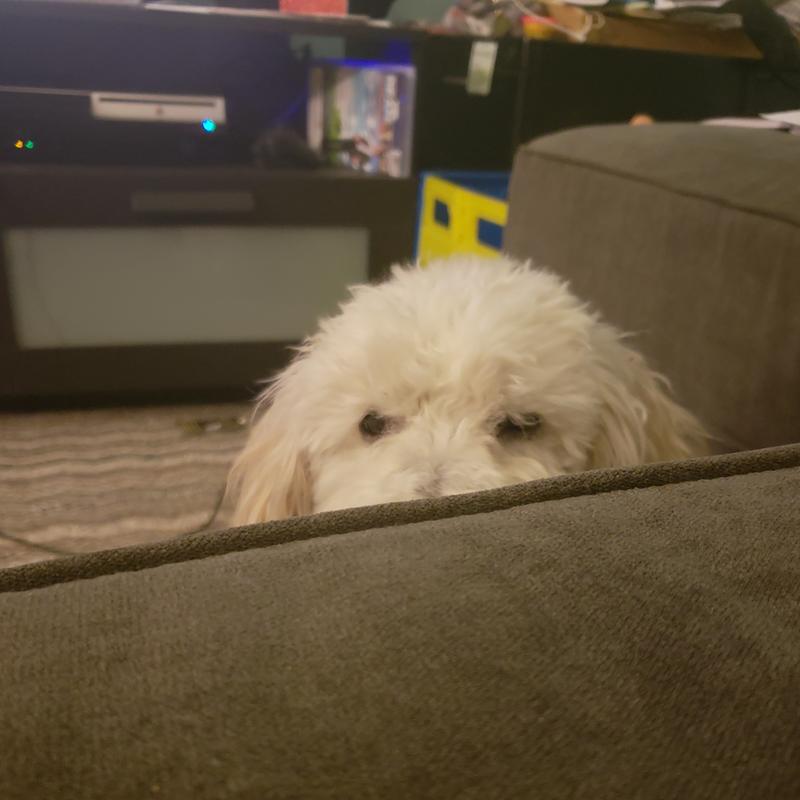 WholeHearted Grain-Free Adult Chicken and Duck Dinner Wet Dog Food, 12.5 oz., Case of 8