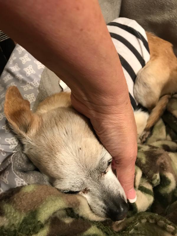 WholeHearted Grain Free Small Breed Chicken Dinner Adult Wet Dog Food, 3.5 oz., Case of 8