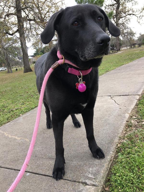 WholeHearted Grain-Free Adult Chicken Dinner Wet Dog Food, 12.5 oz., Case of 8