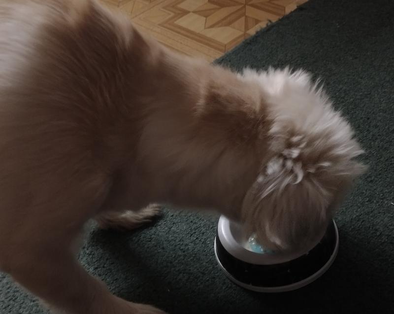 WholeHearted Grain-Free Chicken & Veggies Cuts in Gravy Wet Puppy Food, 3.5 oz., Case of 8