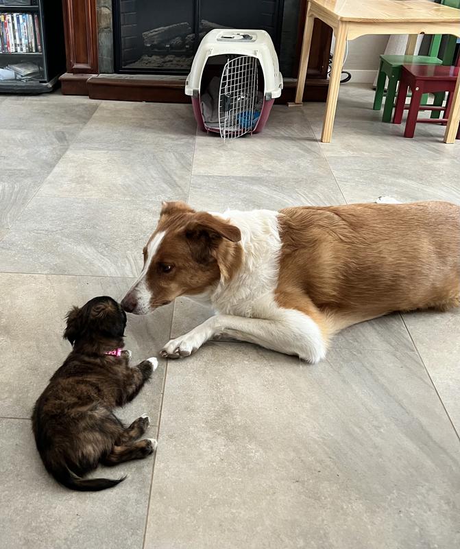 WholeHearted Grain Free Puppy Chicken and Vegetable Recipe Wet Dog Food, 13.2 oz.