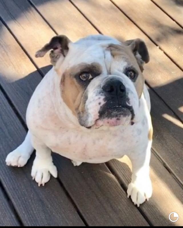 WholeHearted Grain Free Adult Chicken and Fish Recipe Wet Dog Food, 13.2 oz., Case of 12