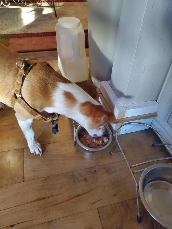 WholeHearted Plus Chicken, Vegetables & Brown Rice Recipe Stew with Whole Grains Wet Dog Food, 12.5 oz., Case of 8