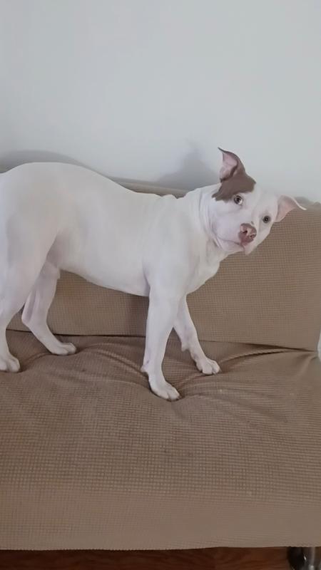 WholeHearted Beef & Brown Rice Recipe Puppy Pate Wet Food, 12.5 oz., Case of 12