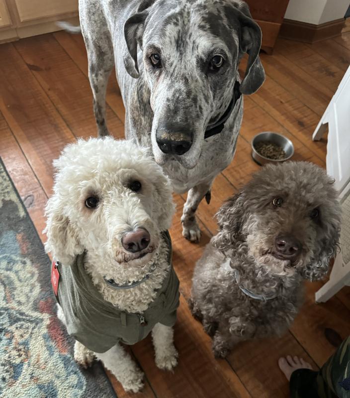 WholeHearted Lamb, Beef & Brown Rice Recipe Pate Dog Food, 12.5 oz.