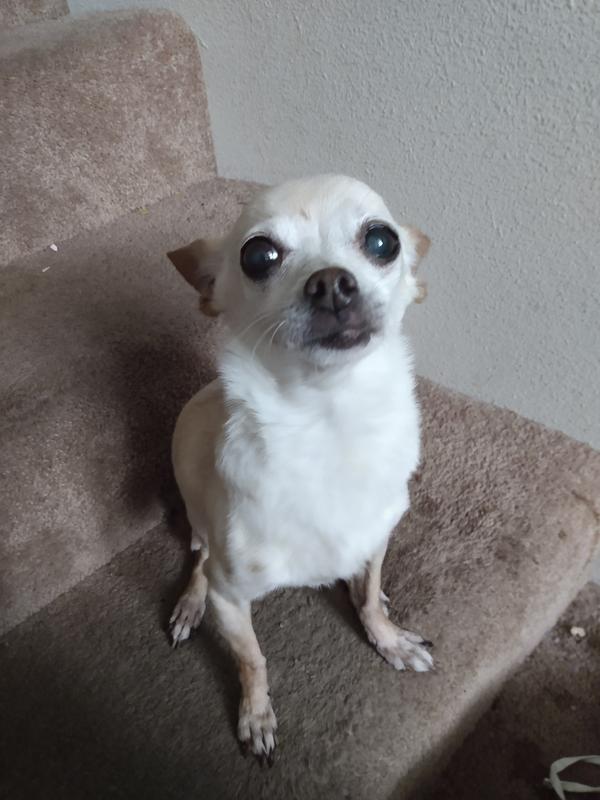 WholeHearted Grain Free Small Breed Lamb and Chicken Dinner Adult Wet Dog Food, 3.5 oz., Case of 8