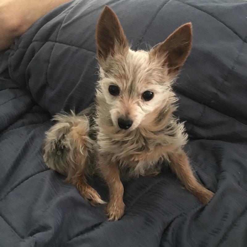 WholeHearted Grain Free Small Breed Chicken and Salmon Dinner Adult Wet Dog Food, 3.5 oz., Case of 8