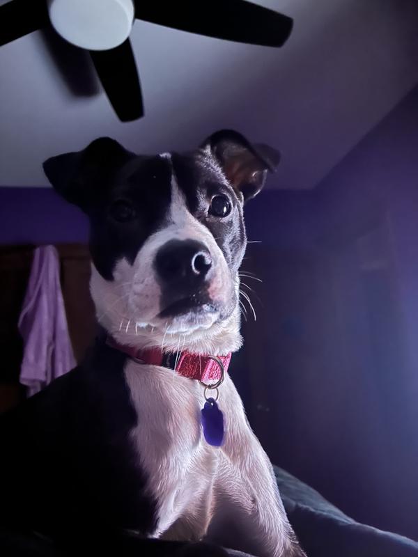 WholeHearted Fresh Frozen Beef Recipe Dog Food, 66 oz.