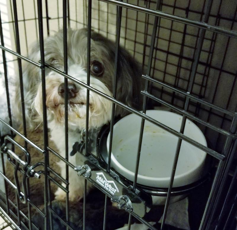 WholeHearted Fresh Frozen Fish Recipe Dog Food, 66 oz.